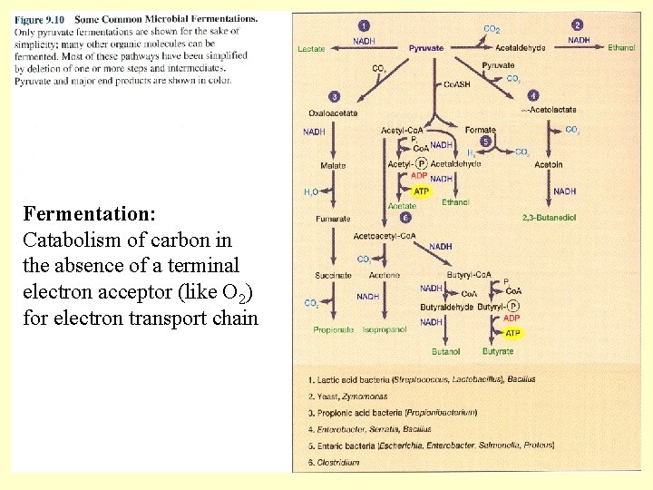 Fermentation: Catabolism of carbon in the absence of a terminal electron acceptor (like O