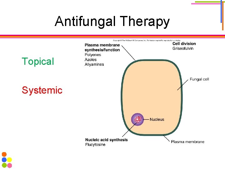 Antifungal Therapy Topical Systemic 