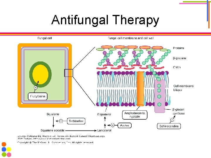 Antifungal Therapy 