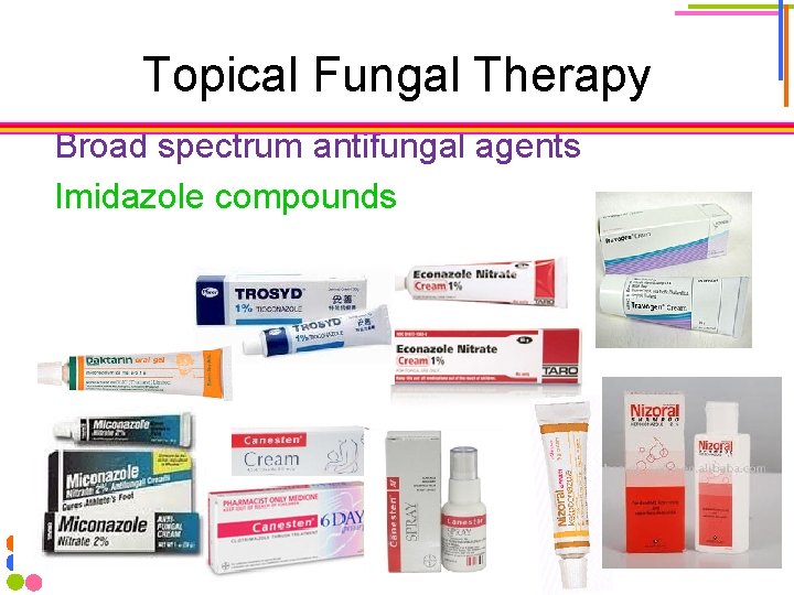 Topical Fungal Therapy Broad spectrum antifungal agents Imidazole compounds 