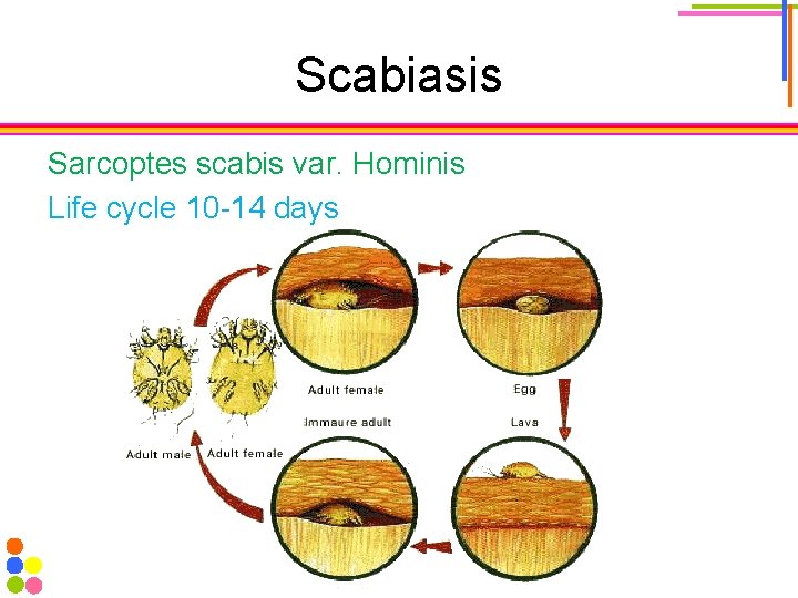 Scabiasis Sarcoptes scabis var. Hominis Life cycle 10 -14 days 