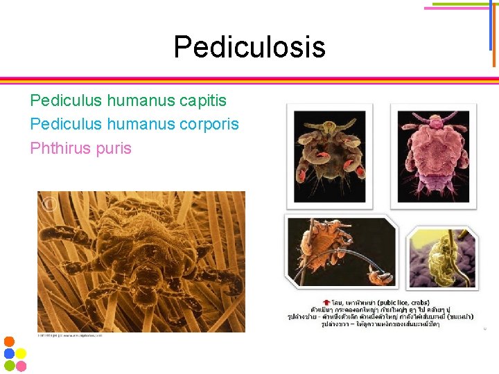 Pediculosis Pediculus humanus capitis Pediculus humanus corporis Phthirus puris 