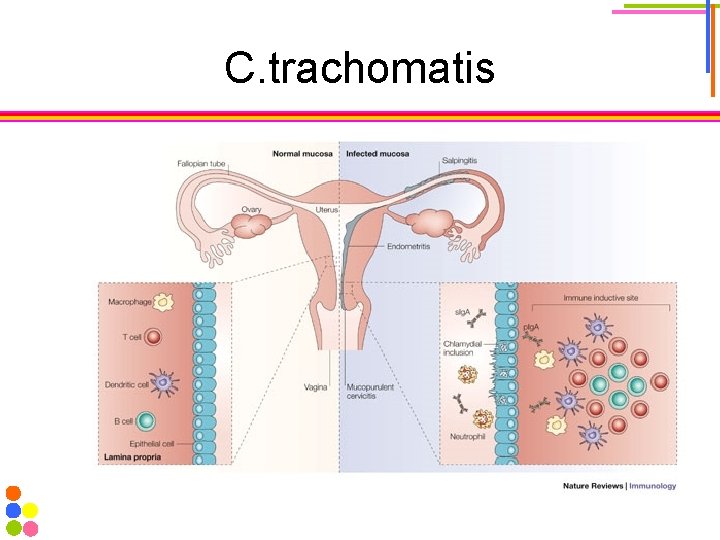 C. trachomatis 