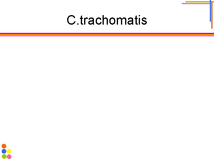 C. trachomatis 