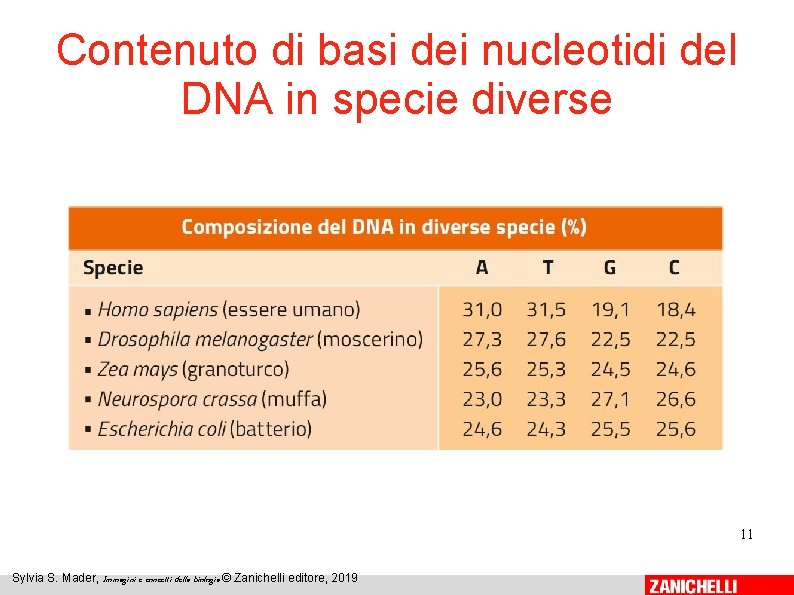 Contenuto di basi dei nucleotidi del DNA in specie diverse 11 Sylvia S. Mader, Contenuto di basi dei nucleotidi del DNA in specie diverse 11 Sylvia S. Mader,