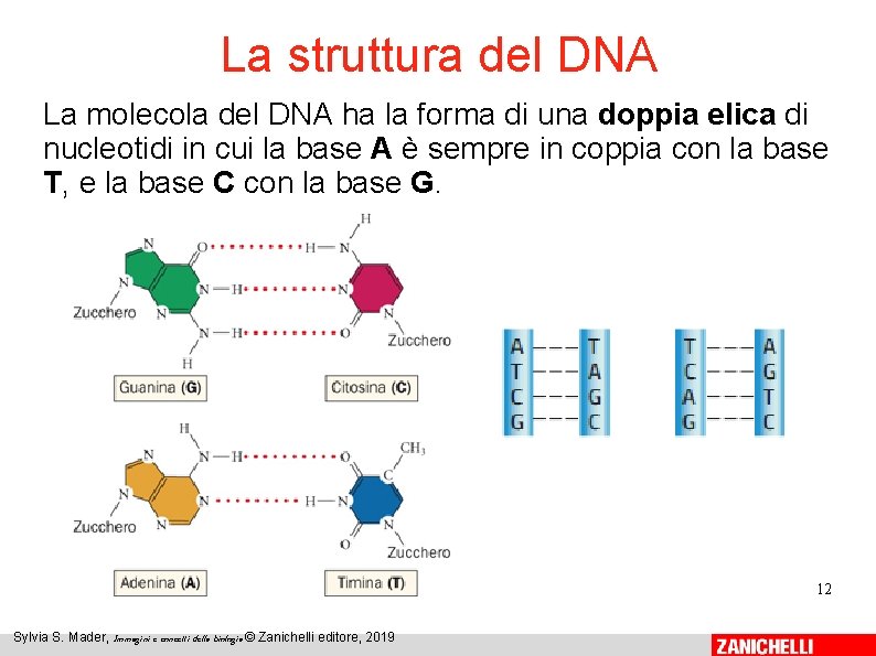 La struttura del DNA La molecola del DNA ha la forma di una doppia La struttura del DNA La molecola del DNA ha la forma di una doppia