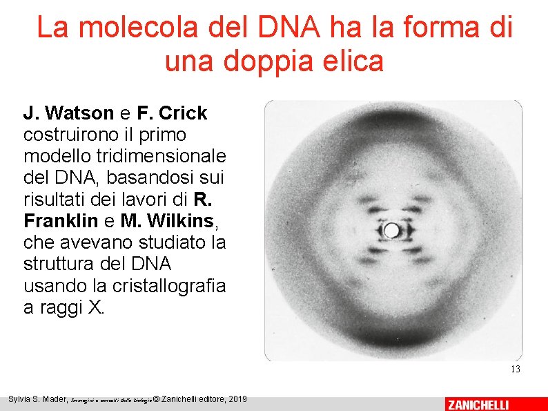 La molecola del DNA ha la forma di una doppia elica J. Watson e La molecola del DNA ha la forma di una doppia elica J. Watson e