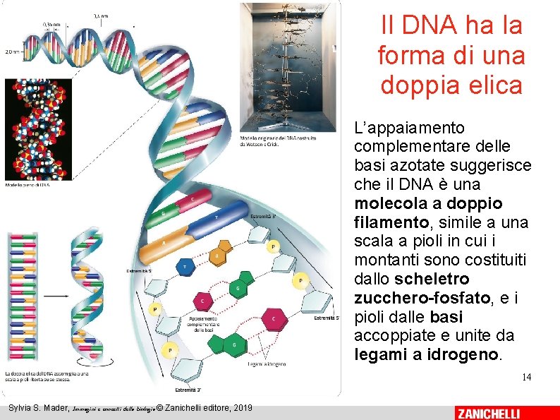 Il DNA ha la forma di una doppia elica L’appaiamento complementare delle basi azotate Il DNA ha la forma di una doppia elica L’appaiamento complementare delle basi azotate
