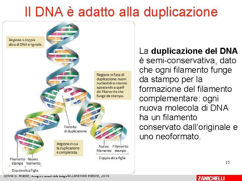 Il DNA è adatto alla duplicazione La duplicazione del DNA è semi-conservativa, dato che Il DNA è adatto alla duplicazione La duplicazione del DNA è semi-conservativa, dato che