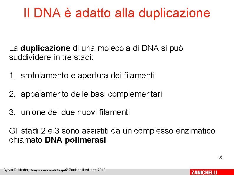 Il DNA è adatto alla duplicazione La duplicazione di una molecola di DNA si Il DNA è adatto alla duplicazione La duplicazione di una molecola di DNA si