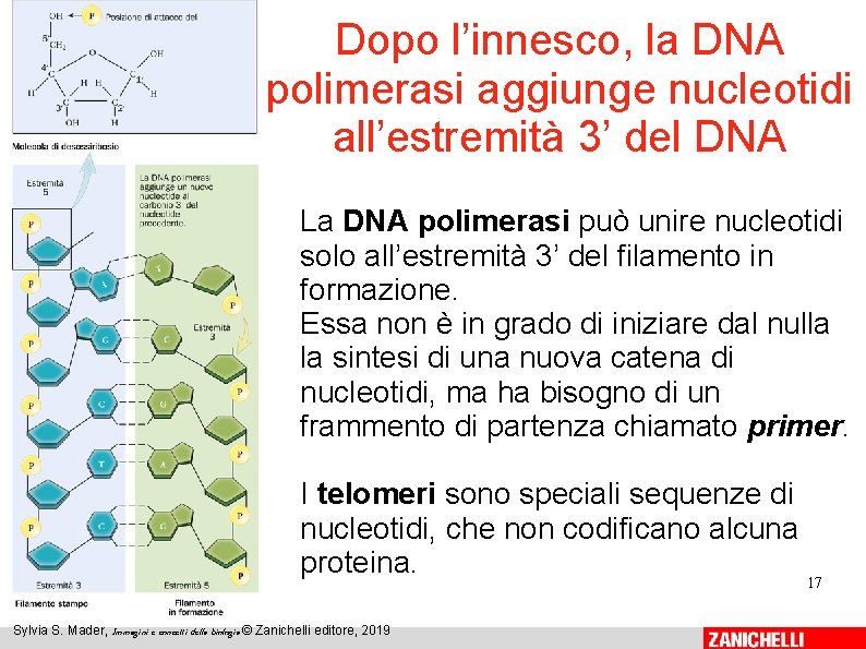 Dopo l’innesco, la DNA polimerasi aggiunge nucleotidi all’estremità 3’ del DNA La DNA polimerasi Dopo l’innesco, la DNA polimerasi aggiunge nucleotidi all’estremità 3’ del DNA La DNA polimerasi