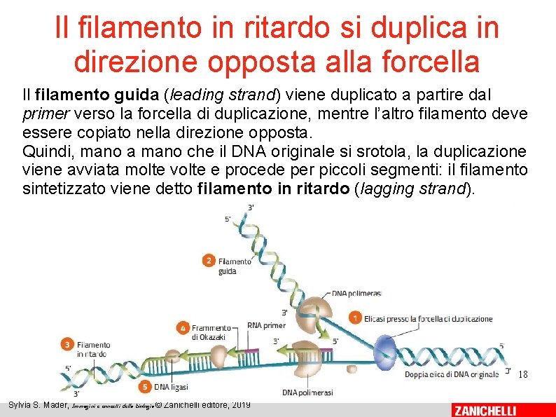 Il filamento in ritardo si duplica in direzione opposta alla forcella Il filamento guida Il filamento in ritardo si duplica in direzione opposta alla forcella Il filamento guida