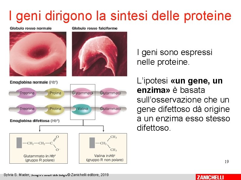I geni dirigono la sintesi delle proteine I geni sono espressi nelle proteine. L’ipotesi I geni dirigono la sintesi delle proteine I geni sono espressi nelle proteine. L’ipotesi