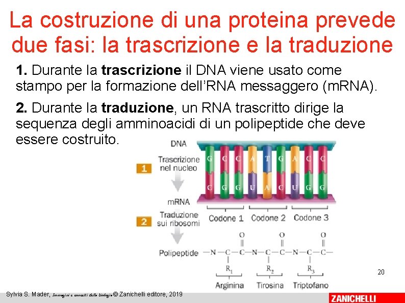 La costruzione di una proteina prevede due fasi: la trascrizione e la traduzione 1. La costruzione di una proteina prevede due fasi: la trascrizione e la traduzione 1.