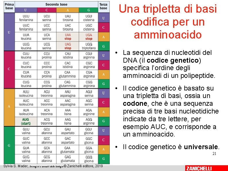 Una tripletta di basi codifica per un amminoacido • La sequenza di nucleotidi del Una tripletta di basi codifica per un amminoacido • La sequenza di nucleotidi del