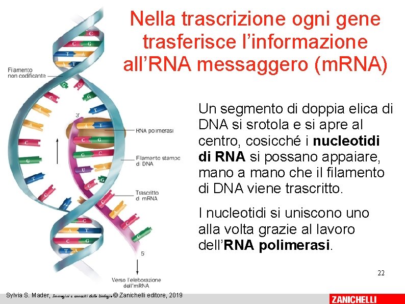 Nella trascrizione ogni gene trasferisce l’informazione all’RNA messaggero (m. RNA) Un segmento di doppia Nella trascrizione ogni gene trasferisce l’informazione all’RNA messaggero (m. RNA) Un segmento di doppia