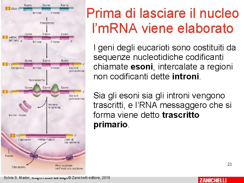 Prima di lasciare il nucleo l’m. RNA viene elaborato I geni degli eucarioti sono Prima di lasciare il nucleo l’m. RNA viene elaborato I geni degli eucarioti sono