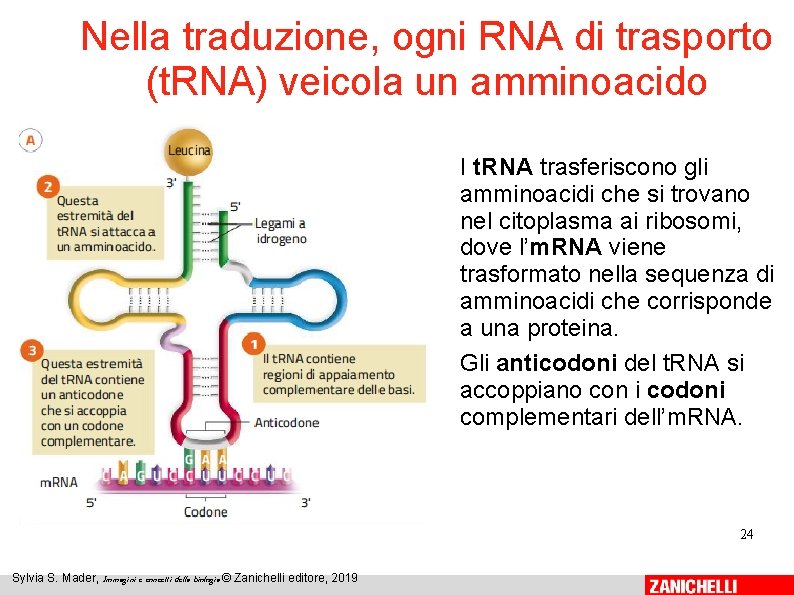 Nella traduzione, ogni RNA di trasporto (t. RNA) veicola un amminoacido I t. RNA Nella traduzione, ogni RNA di trasporto (t. RNA) veicola un amminoacido I t. RNA