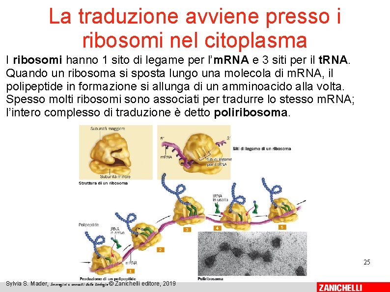 La traduzione avviene presso i ribosomi nel citoplasma I ribosomi hanno 1 sito di La traduzione avviene presso i ribosomi nel citoplasma I ribosomi hanno 1 sito di
