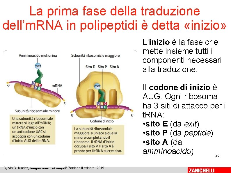 La prima fase della traduzione dell’m. RNA in polipeptidi è detta «inizio» L’inizio è La prima fase della traduzione dell’m. RNA in polipeptidi è detta «inizio» L’inizio è