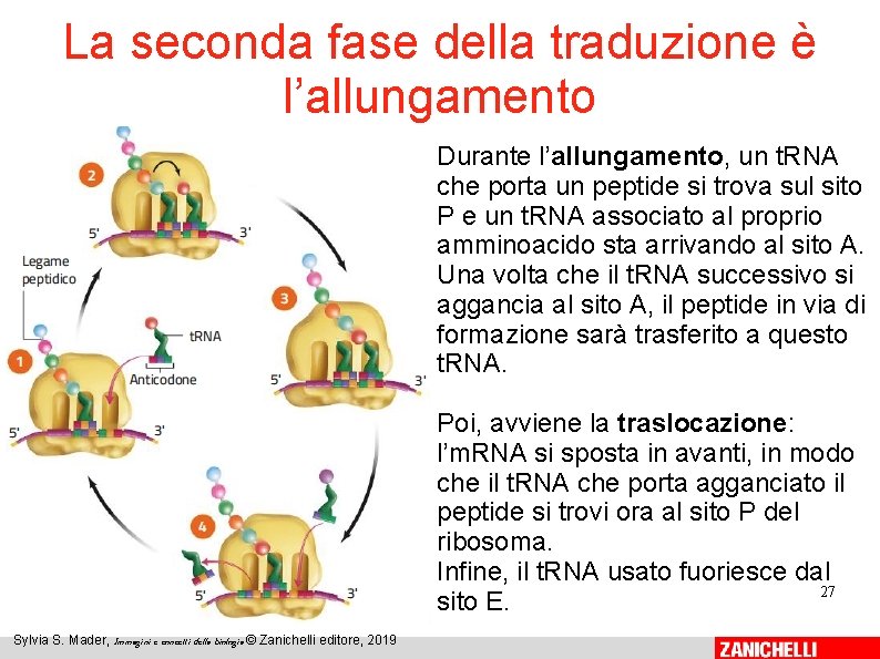 La seconda fase della traduzione è l’allungamento Durante l’allungamento, un t. RNA che porta La seconda fase della traduzione è l’allungamento Durante l’allungamento, un t. RNA che porta