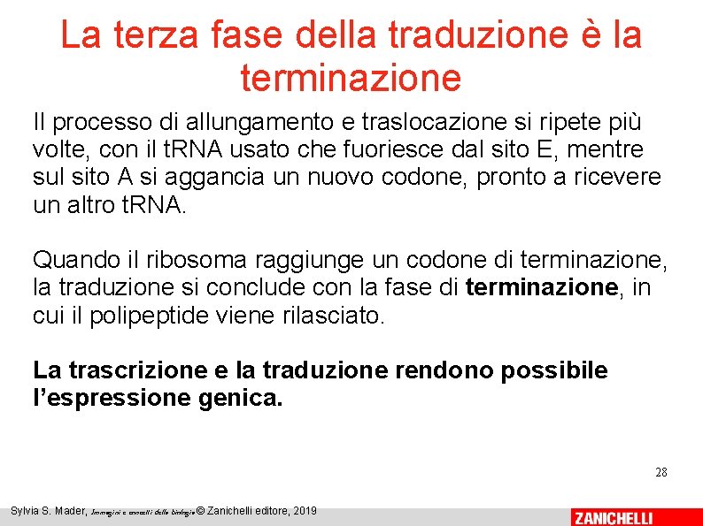 La terza fase della traduzione è la terminazione Il processo di allungamento e traslocazione La terza fase della traduzione è la terminazione Il processo di allungamento e traslocazione