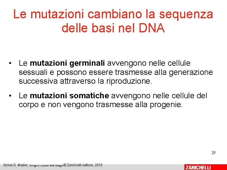 Le mutazioni cambiano la sequenza delle basi nel DNA • Le mutazioni germinali avvengono Le mutazioni cambiano la sequenza delle basi nel DNA • Le mutazioni germinali avvengono