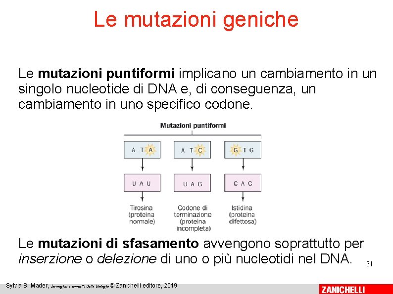 Le mutazioni geniche Le mutazioni puntiformi implicano un cambiamento in un singolo nucleotide di Le mutazioni geniche Le mutazioni puntiformi implicano un cambiamento in un singolo nucleotide di