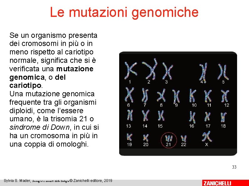 Le mutazioni genomiche Se un organismo presenta dei cromosomi in più o in meno Le mutazioni genomiche Se un organismo presenta dei cromosomi in più o in meno
