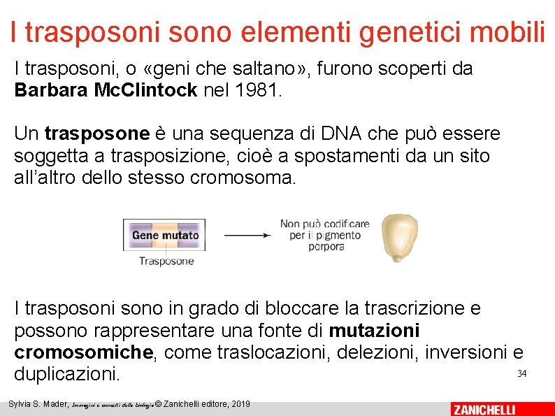 I trasposoni sono elementi genetici mobili I trasposoni, o «geni che saltano» , furono I trasposoni sono elementi genetici mobili I trasposoni, o «geni che saltano» , furono