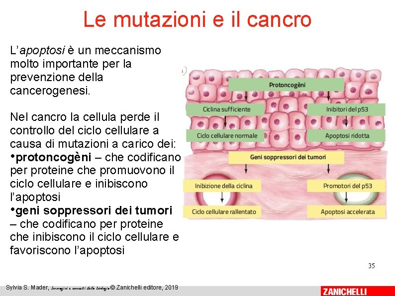 Le mutazioni e il cancro L’apoptosi è un meccanismo molto importante per la prevenzione Le mutazioni e il cancro L’apoptosi è un meccanismo molto importante per la prevenzione
