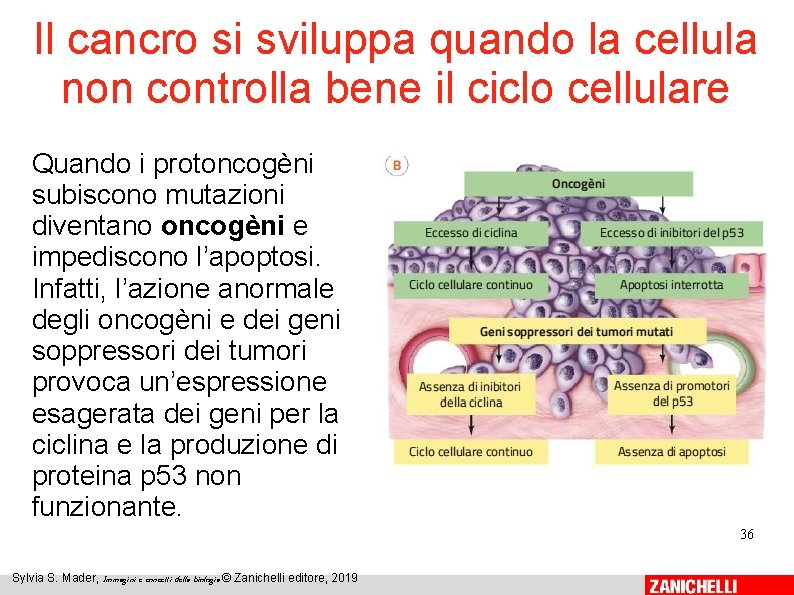 Il cancro si sviluppa quando la cellula non controlla bene il ciclo cellulare Quando Il cancro si sviluppa quando la cellula non controlla bene il ciclo cellulare Quando