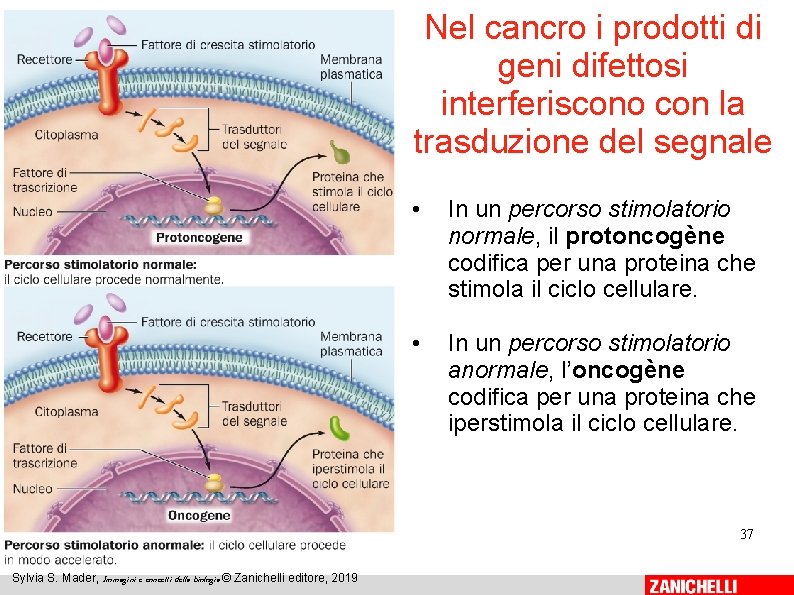 Nel cancro i prodotti di geni difettosi interferiscono con la trasduzione del segnale • Nel cancro i prodotti di geni difettosi interferiscono con la trasduzione del segnale •