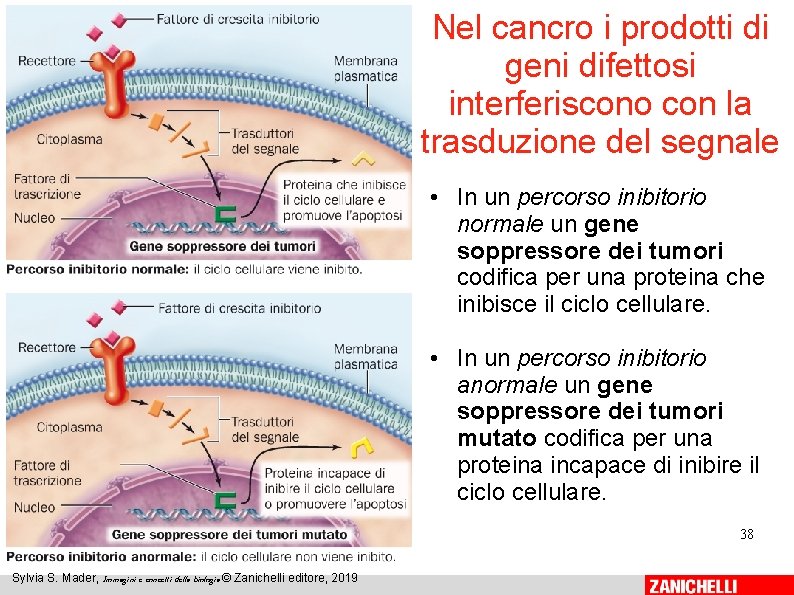 Nel cancro i prodotti di geni difettosi interferiscono con la trasduzione del segnale • Nel cancro i prodotti di geni difettosi interferiscono con la trasduzione del segnale •