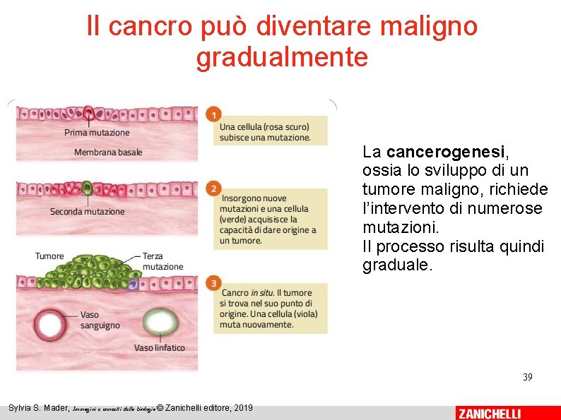 Il cancro può diventare maligno gradualmente La cancerogenesi, ossia lo sviluppo di un tumore Il cancro può diventare maligno gradualmente La cancerogenesi, ossia lo sviluppo di un tumore