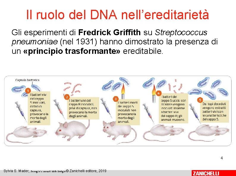 Il ruolo del DNA nell’ereditarietà Gli esperimenti di Fredrick Griffith su Streptococcus pneumoniae (nel Il ruolo del DNA nell’ereditarietà Gli esperimenti di Fredrick Griffith su Streptococcus pneumoniae (nel