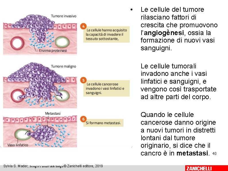 Sylvia S. Mader, Immagini e concetti della biologia © Zanichelli editore, 2019 • Le Sylvia S. Mader, Immagini e concetti della biologia © Zanichelli editore, 2019 • Le
