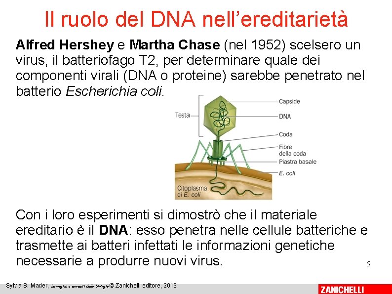 Il ruolo del DNA nell’ereditarietà Alfred Hershey e Martha Chase (nel 1952) scelsero un Il ruolo del DNA nell’ereditarietà Alfred Hershey e Martha Chase (nel 1952) scelsero un
