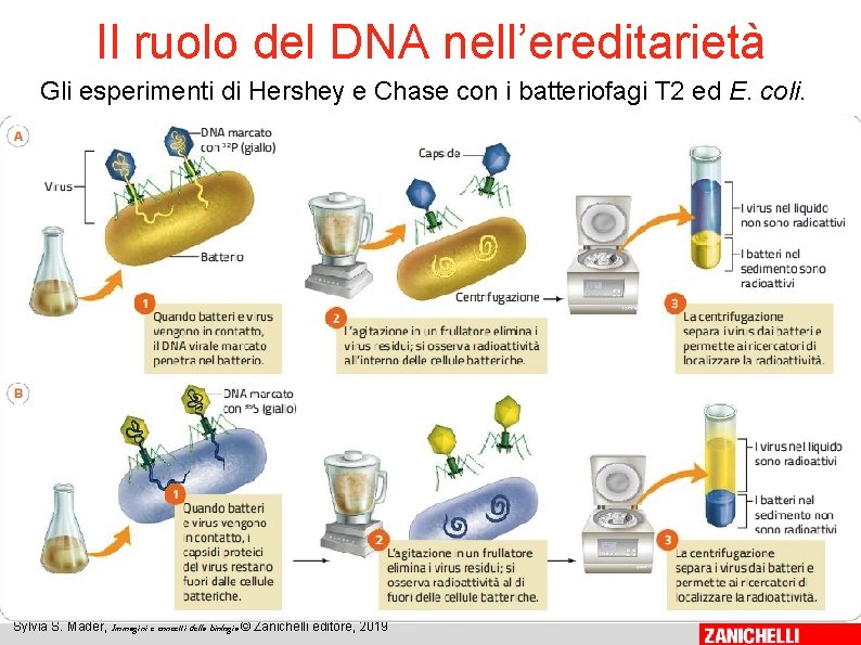 Il ruolo del DNA nell’ereditarietà Gli esperimenti di Hershey e Chase con i batteriofagi Il ruolo del DNA nell’ereditarietà Gli esperimenti di Hershey e Chase con i batteriofagi