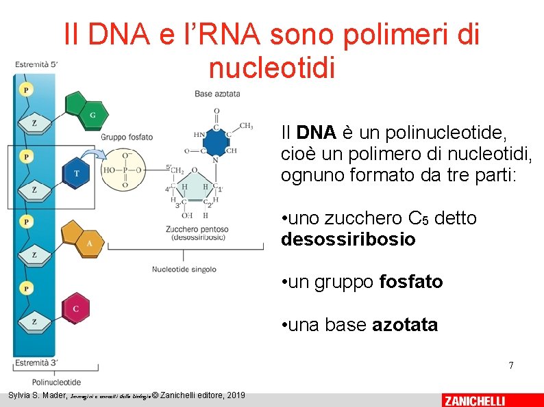 Il DNA e l’RNA sono polimeri di nucleotidi Il DNA è un polinucleotide, cioè Il DNA e l’RNA sono polimeri di nucleotidi Il DNA è un polinucleotide, cioè