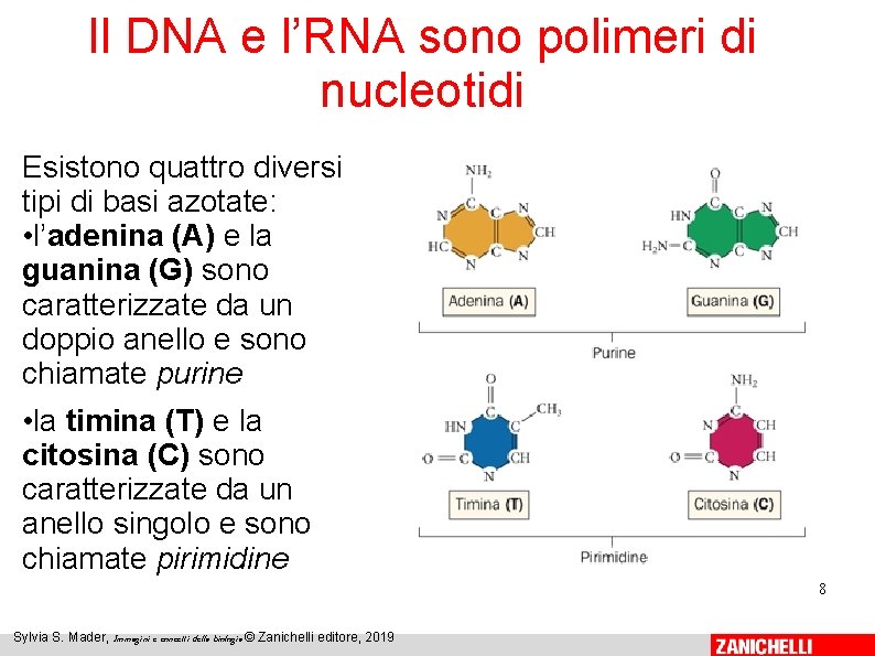 Il DNA e l’RNA sono polimeri di nucleotidi Esistono quattro diversi tipi di basi Il DNA e l’RNA sono polimeri di nucleotidi Esistono quattro diversi tipi di basi