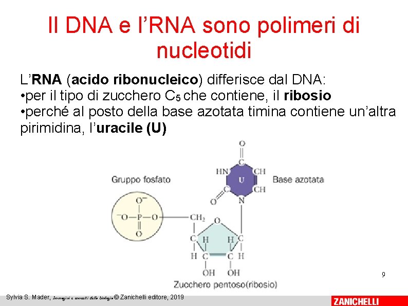 Il DNA e l’RNA sono polimeri di nucleotidi L’RNA (acido ribonucleico) differisce dal DNA: Il DNA e l’RNA sono polimeri di nucleotidi L’RNA (acido ribonucleico) differisce dal DNA: