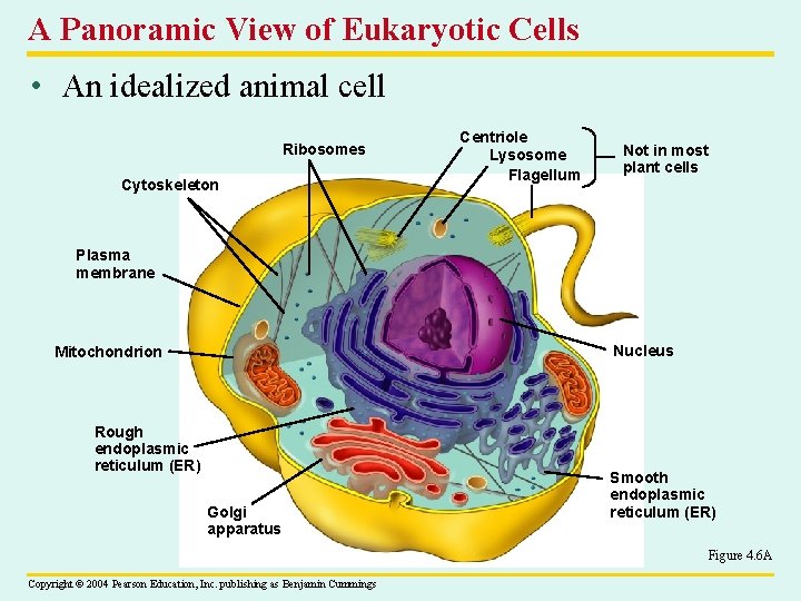 A Panoramic View of Eukaryotic Cells • An idealized animal cell Ribosomes Cytoskeleton Centriole