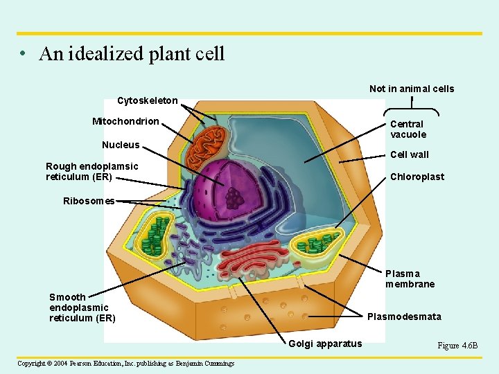  • An idealized plant cell Not in animal cells Cytoskeleton Mitochondrion Central vacuole