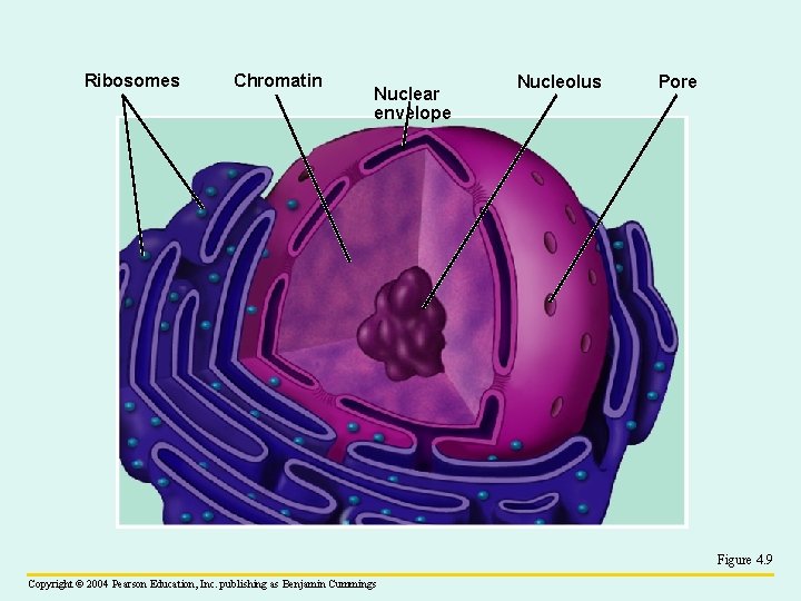 Ribosomes Chromatin Nuclear envelope Nucleolus Pore Figure 4. 9 Copyright © 2004 Pearson Education,