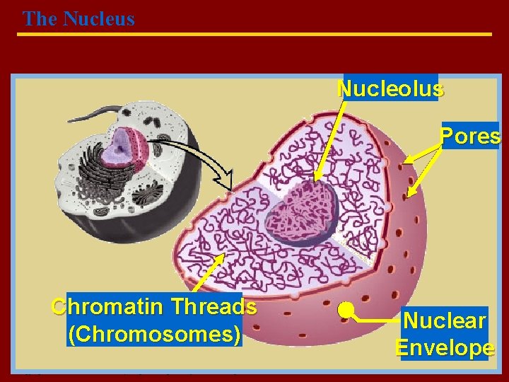 The Nucleus Nucleolus Pores Chromatin Threads (Chromosomes) Copyright © 2004 Pearson Education, Inc. publishing