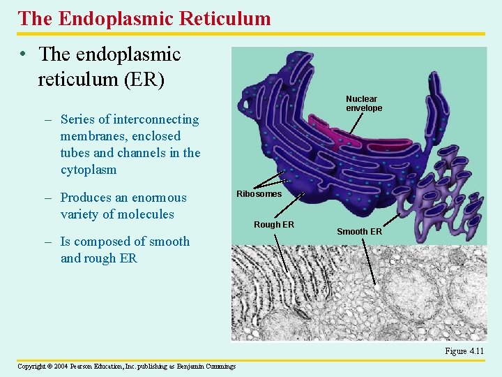 The Endoplasmic Reticulum • The endoplasmic reticulum (ER) Nuclear envelope – Series of interconnecting