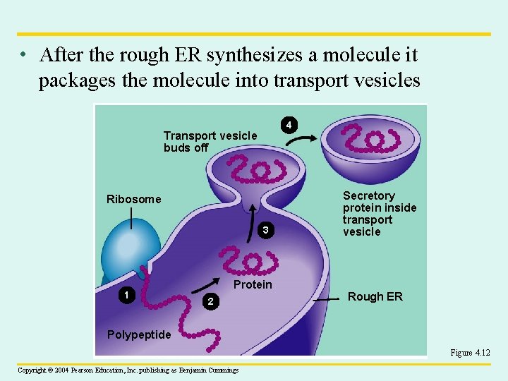  • After the rough ER synthesizes a molecule it packages the molecule into