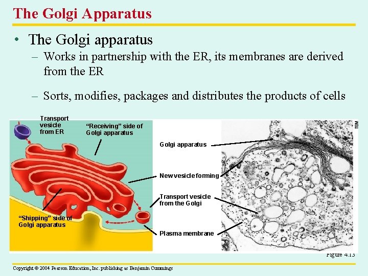 The Golgi Apparatus • The Golgi apparatus – Works in partnership with the ER,