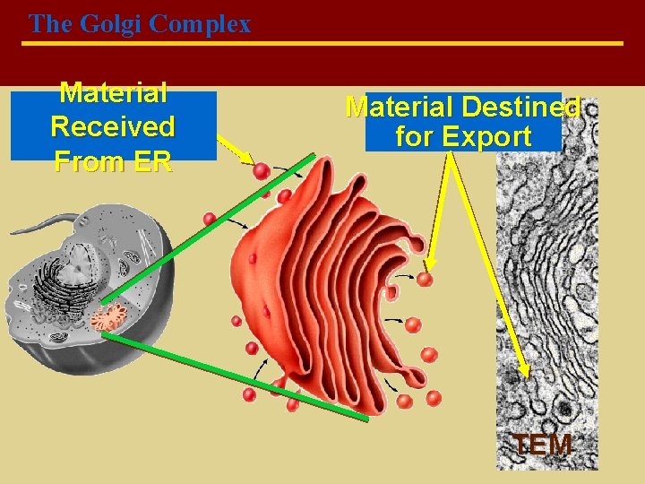 The Golgi Complex Material Received From ER Material Destined for Export TEM Copyright ©